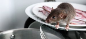 Key Signs of a Rodent Infestation: A Guide by Pro Prevent