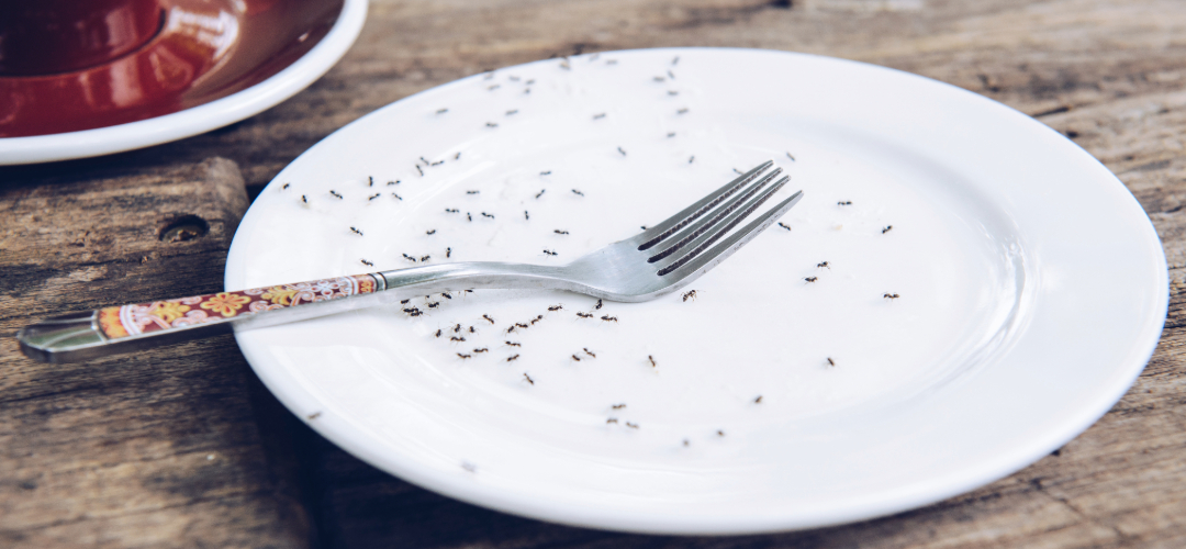 Preventing Ant Infestations in Your Kitchen